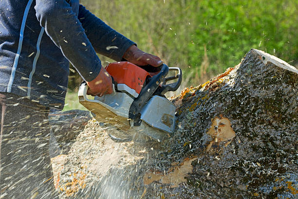 Seasonal Cleanup (Spring/Fall) in South Bay, FL